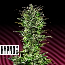 Juicy Pussy Auto - Hypno Seeds