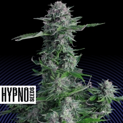 Crystal Ball Auto - Hypno Seeds