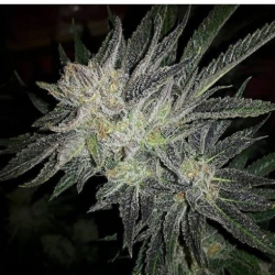 Gorilla × White Widow - Expert Seeds