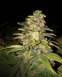 Critical Blue Auto - Expert Seeds