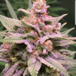 ZkittleZ Glue - Expert Seeds