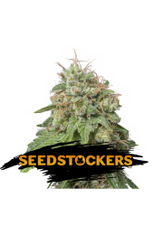 Green Crack Auto - Seedstockers