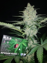 Afghan Kush + - BSB Genetics