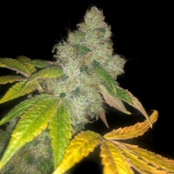 Auto Wedding Cake - Pheno Finder Seeds