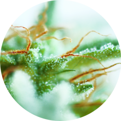 Early Sativa Reg. - Top Tao Seeds