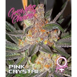 Pink Crystal - Growers Choice