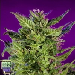 Purple Valley OG Reg. - Grand Daddy Purp Genetics