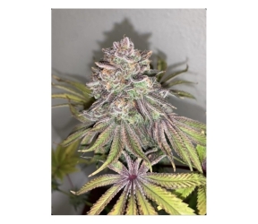 Limón Picón Reg. - Purple City Genetics