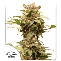 Auto CBG-Force - Dutch Passion