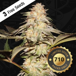 Bubble Banana Gum 710 Special Pack - T.H. Seeds