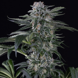 Moby Dick Auto - Silent Seeds