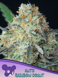 Rainbow Donut Auto - Anesia Seeds