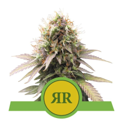 Royal Runtz Automatic - Royal Queen Seeds