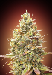 Auto Strawberry Banana - Advanced Seeds