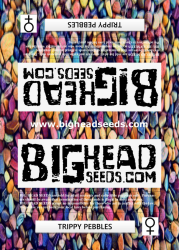 Trippy Pebbles - Big Head Seeds