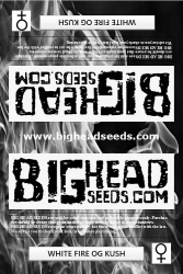 White Fire OG Kush - Big Head Seeds