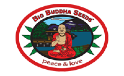 Buddhalato - Big Buddha Seeds