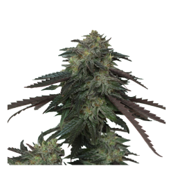 Ice cream OG - Devil's Harvest Original Seeds