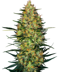 Caramellow Kush Automatic - Sensi Seeds