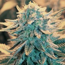 B-52 - Nirvana Seeds