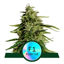 Milky Way F1 Auto - Royal Queen Seeds