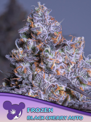 Frozen Black Cherry Auto - Anesia Seeds