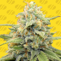 Apple Fritter Auto - Original Sensible seeds