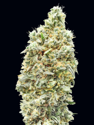 Strawberry Banana FAST - Advanced Seeds