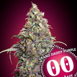 Grand Daddy Purple - 00 Seeds