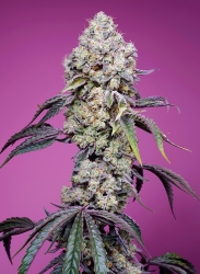 Sweet Mandarine Zkittlez F1 Fast Version - Sweet Seeds