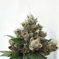 Respect 4 Gorilla - Expert Seeds