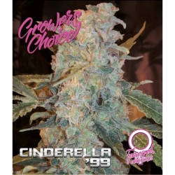 Cinderella 99 Auto - Growers Choice