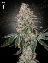 Milky Dreams - Green house seeds