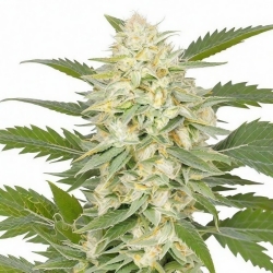 GG-48 - Nirvana Seeds