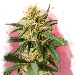 Pure Power Plant Auto - Nirvana Seeds