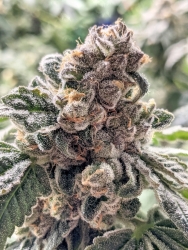 Purple Cherry Ripple - ELEV8 Seeds