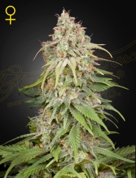 Amnesia - Green House Seeds