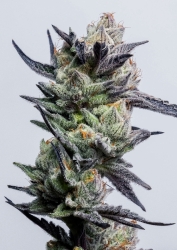 Huckleberry Punch - ELEV8 Seeds