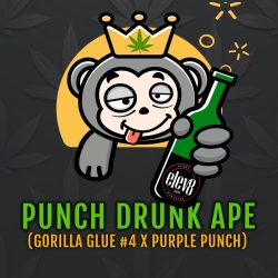 Punch Drunk Ape - ELEV8 Seeds