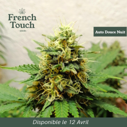 Auto Douce Nuit - French Touch Seeds