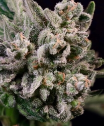 Peanut Butter Breath FAST - Atlas Seed