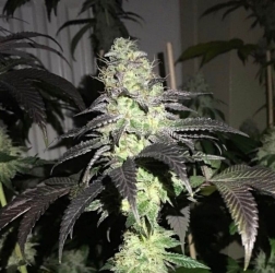 Do Z Dos - Pheno Finder Seeds