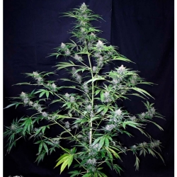 Auto Super Big Black Ryder ´98 - Xtreme Seeds