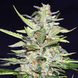 Auto Super Fruit Orange Cookies - Xtreme Seeds