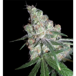 White Chocolope - DNA Genetics