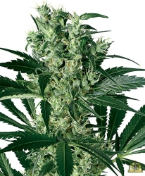 White Biscotti OG XXL - White Label Seeds