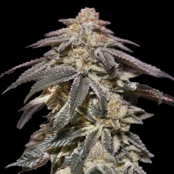 Auto Apple Bananas - 00 Seeds