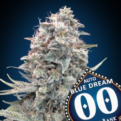 Auto Bubba's Gift - 00 Seeds