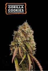 Gorilla Cookies - SeedStockers