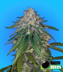 Zkittlez Gum Bomb - Bomb Seeds